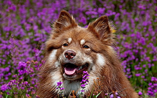 brown and white dog